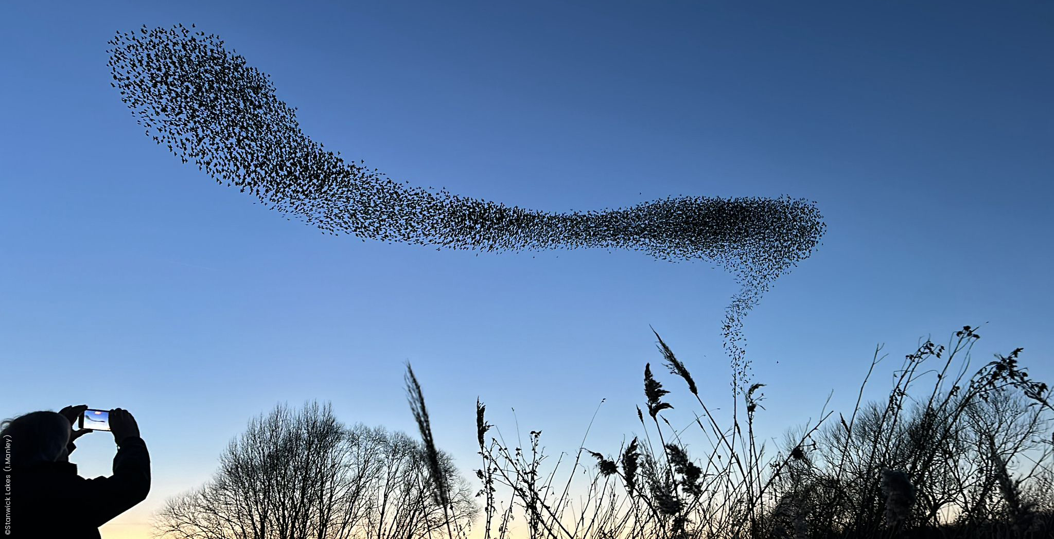 Starling Spectacle Graces Stanwick Lakes: A Mesmerizing Murmuration Unfolds