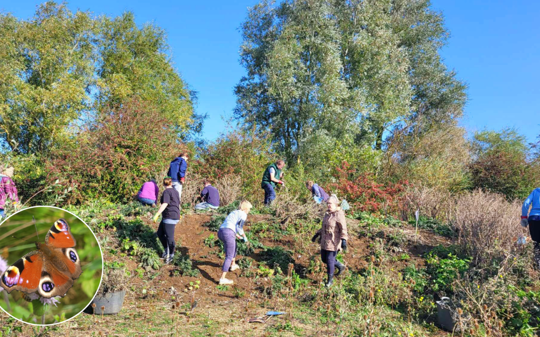 Boosting Butterflies at Stanwick Lakes: Creating a Wild Habitat for Local Species