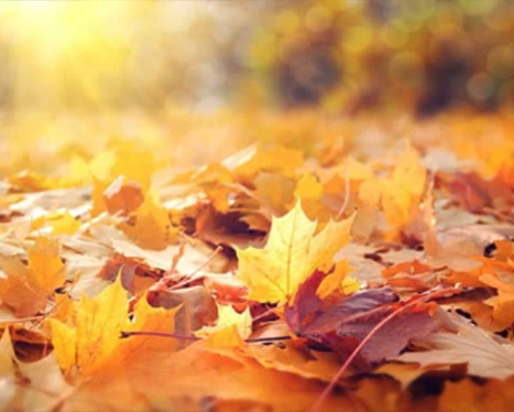 Golden autumn leaves scattered on the ground, illuminated by warm sunlight filtering through the trees. 