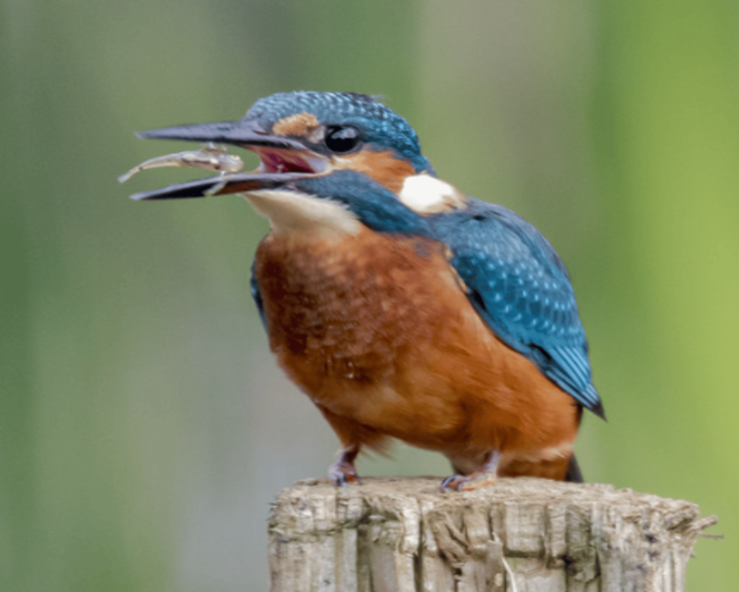 A vibrant blue and orange kingfisher perched on a log, enjoying a small fish for his dinner. 