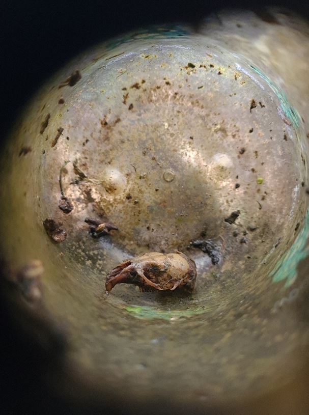 Mouse skull in waste bottle