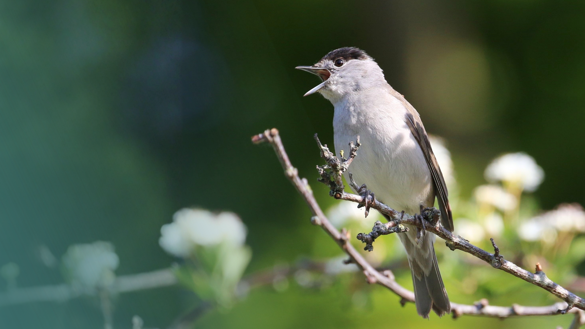 Guided Bird Walks on International Dawn Chorus Day