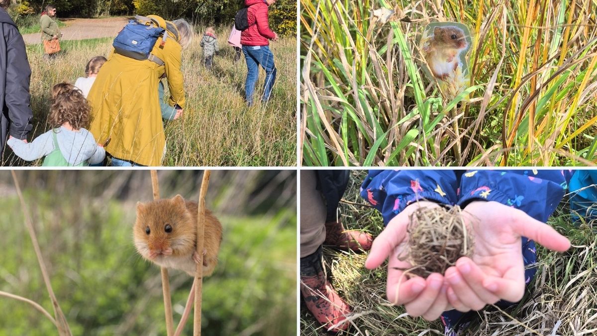 Harvest Mouse Explorers (ages 4-11)