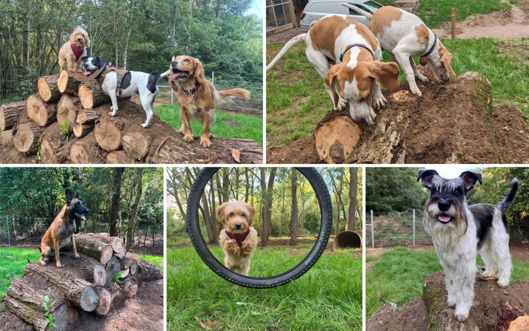 Dog Walking Field: 1 Month In